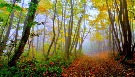 Beautiful Forest Wallpaper - WallpaperSafari