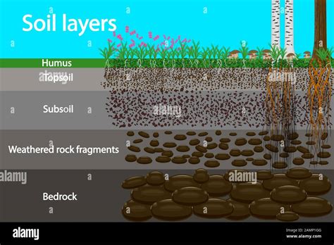 Diagram for layer of soil. Soil layer scheme with plant, earth texture ...