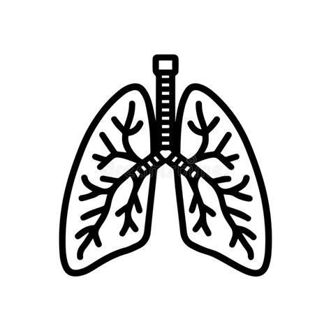 Lungs Black White Stock Illustrations 2 200 Lungs Black White Stock