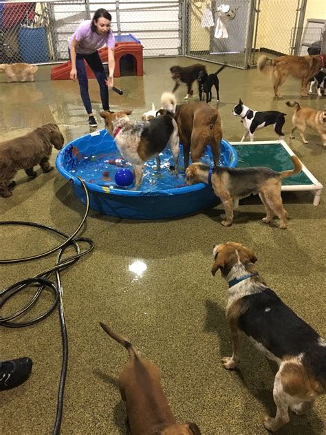 What Does A Dog Daycare Attendant Do