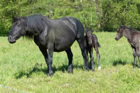 Konie Percheron Historia I Charakterystyka Rasy