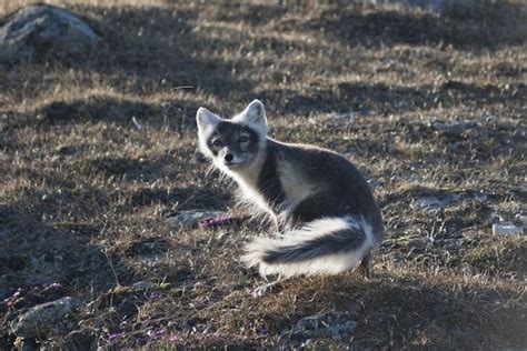 Compte Rebours Des Animaux Qui Changent De Couleur En Hiver Co