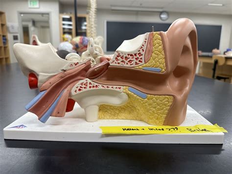 ear model Diagram | Quizlet