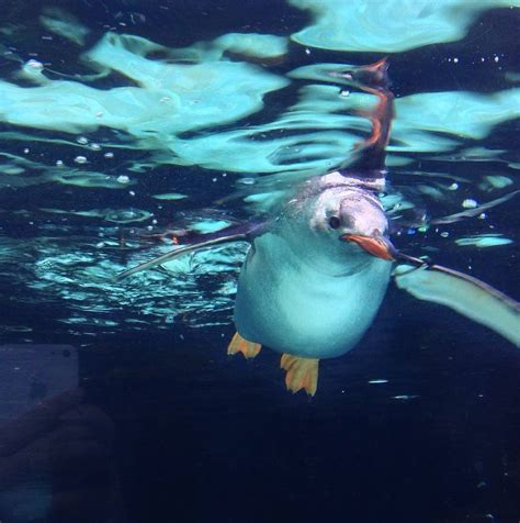 Visit The Sea Life At Melbourne Aquarium Guidebook Melbourne