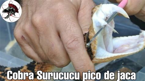 Cobra Surucucu pico de jaca Lachesis Biólogo Henrique o Biólogo das