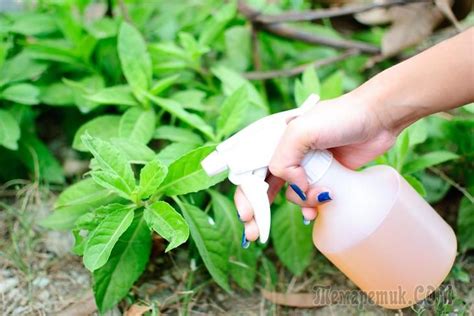 Народные средства от вредителей огорода и сада | Garden pests, Insect ...