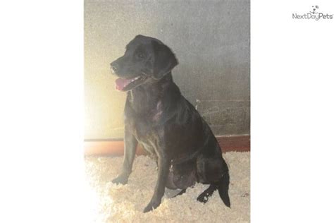 Adorable Female Labrador Retriever Puppy