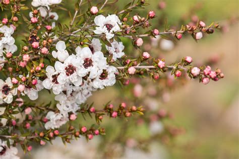 New Zealand Tea Tree Plant: Care and Growing Guide