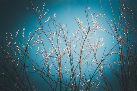 Wallpaper Sunlight Flowers Water Nature Grass Sky Plants