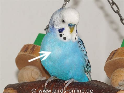 Gut Gef Llter Kropf Bei Einem Gesunden Wellensittich Birds Online