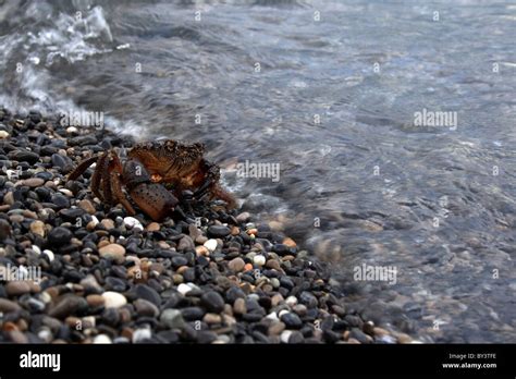 Hard Shell Crab Hi Res Stock Photography And Images Alamy