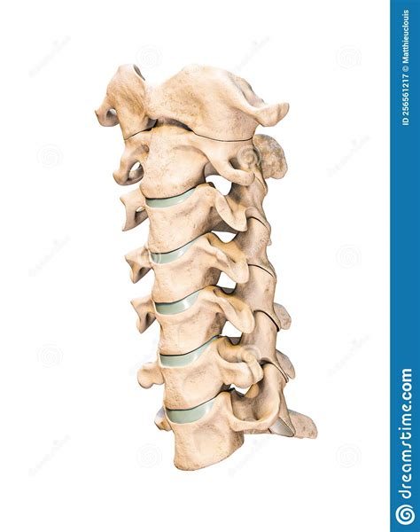 Anterior Or Front View Of Human Male Pelvis And Sacrum Bones Isolated