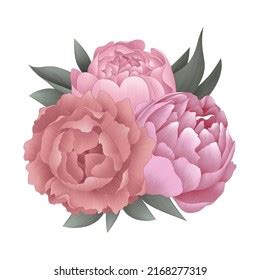 Bouquet Pink Peonies Illustration Composition Isolated Stock