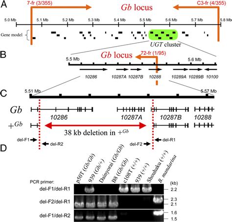 Positional Cloning Of Gb A Physical Map Indicating The Results Of