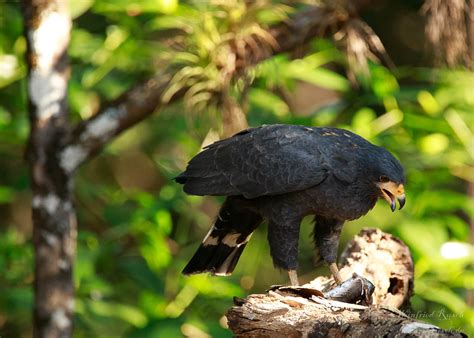 Common Black Hawk Buteogallus Anthracinus Birdingplaces