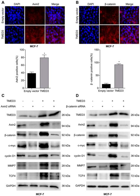 Effect of TMED3 on Wnt β catenin signaling in breast cancer cells