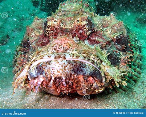 Deep sea creature stock photo. Image of shape, extraordinary - 4640048