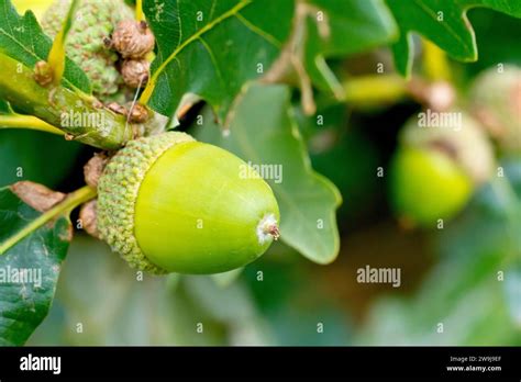 Sessile Oak Or Durmast Oak Quercus Petraea Close Up Showing An Acorn