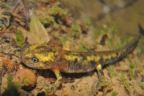 Salamandre tachetée La Salamandra salamandra Biodiv Occitanie