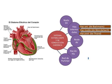 Conducción Cardíaca