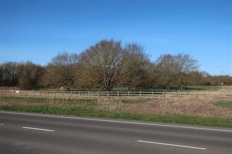 New And Old Trees In Northstowe Hugh Venables Cc By Sa