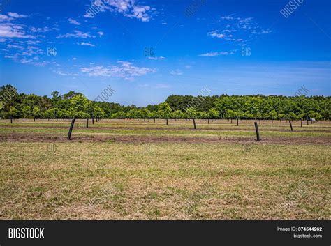 Pecan Tree Orchard Image & Photo (Free Trial) | Bigstock