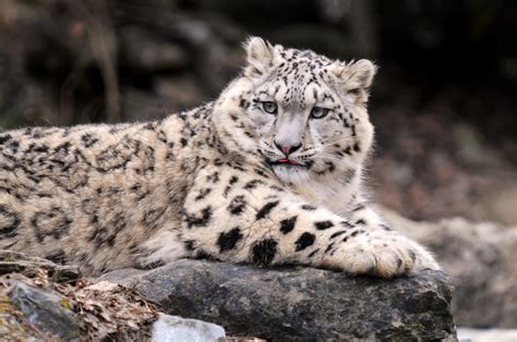 Snow Leopards And Humans