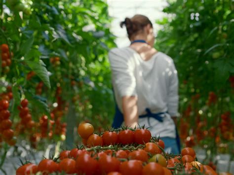 Domanda Aiuti Pac In Agricoltura