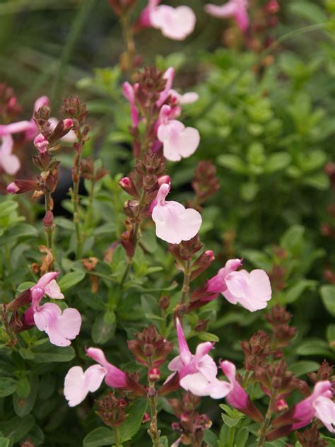 Salvia Greggii Balmirsopin Mirage™ Soft Pink Autumn Sage Mirage