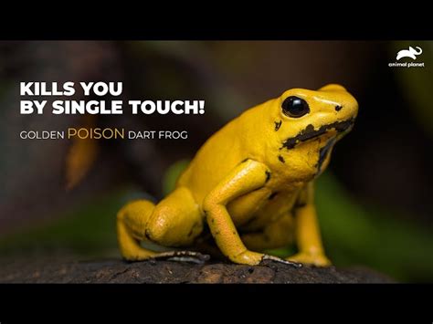 Golden Poison Dart Frogs