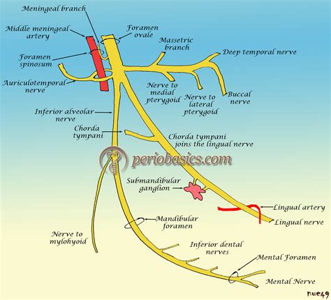 Mandibular Nerve Anatomy