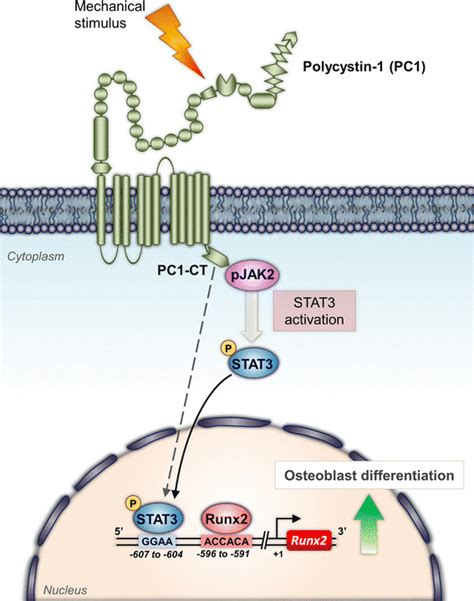 Schematic Model Of The Proposed Crosstalk Between Pc And Jak Stat