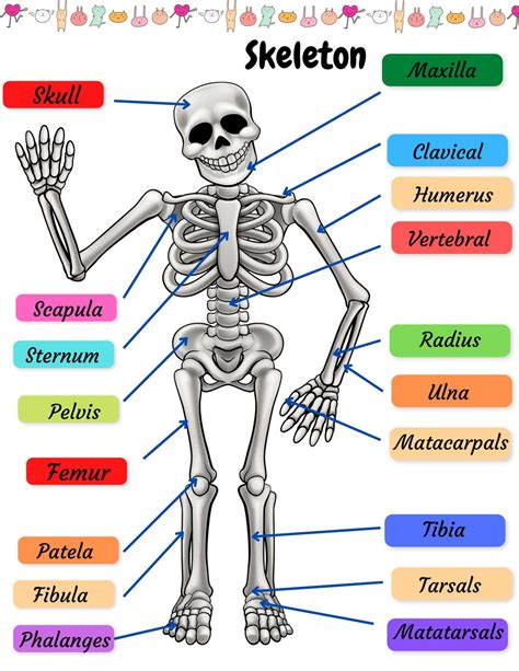 Buy Skeletal System Practice Page Human Bones Activities Sheet Skeleton