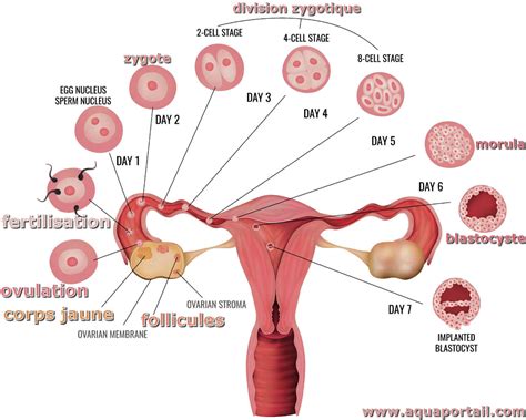 Ovulation Définition Et Explications