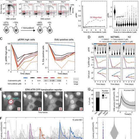 BRAF V600E melanoma cells exposed to RAF inhibitors exhibit spontaneous... | Download Scientific ...