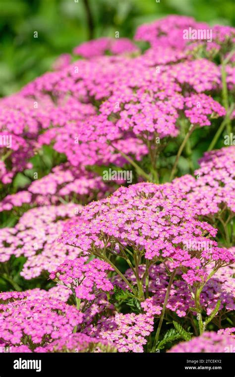 Achillea Pretty Belinda Yarrow Pretty Belinda Achillea Millefolium