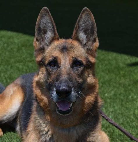 Lobo German Shepherd Rescue Of Orange County