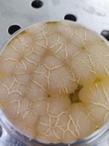 Bacillus Spizizenii Su TSA LT Bacillus Tsa Sugar Scrub Culture