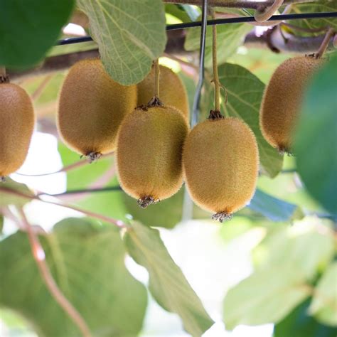 Kiwi Actinidia Deliciosa Jenny Kaufen Einfach Online Bestellen