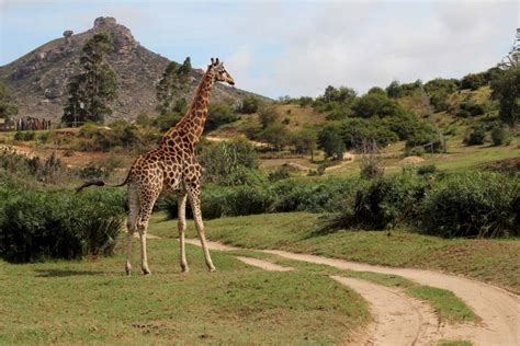 S Dafrika Sehensw Rdigkeiten Tipps Rundreise Route