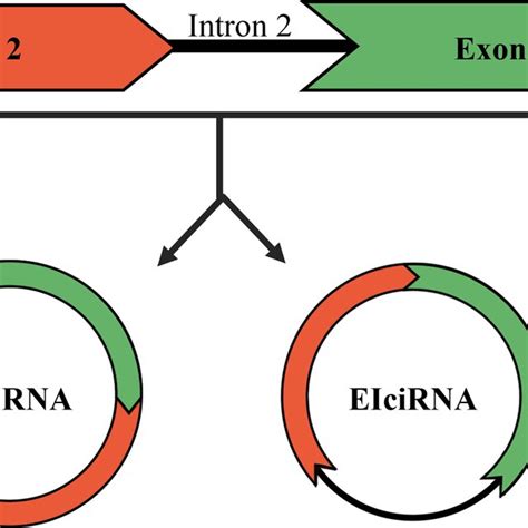 The Biogenesis Of Circrnas Circrnas Are Singlestranded Transcripts