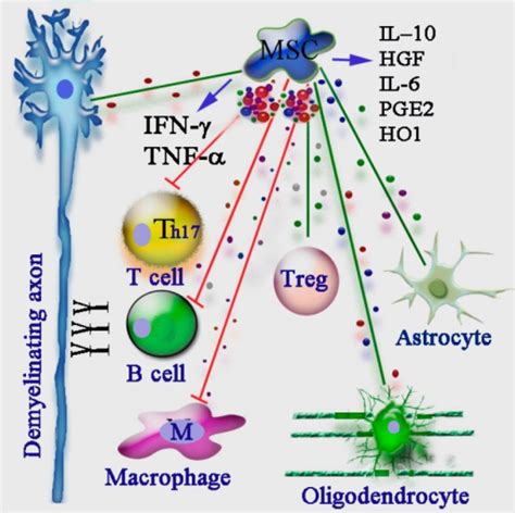 The Complex Immunomodulatory Functions Of Mesenchymal S Open I