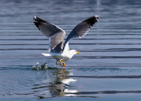 Seagull Flying Over The Ocean Water Surface Stock Photo Image Of