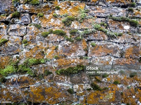 Cumbrian Dry Stone Wall With Lichens Stock Photo Download Image Now