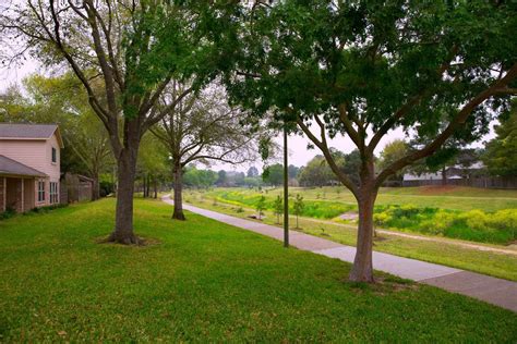 The Best Shade Trees for North Texas - ProGardenTips