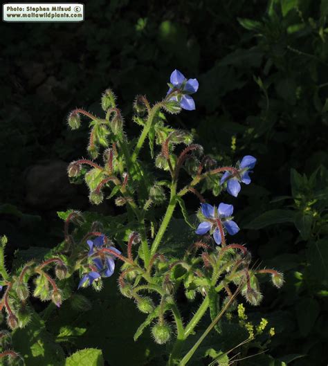 Borago Officinalis Common Borage MaltaWildPlants The Online