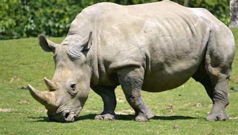 Rare white rhino dies of old age at San Diego zoo, leaving just 5 on Earth | Environment News ...