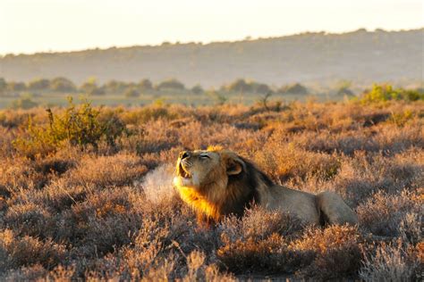 Best Private Game Reserves In South Africa Secret Africa