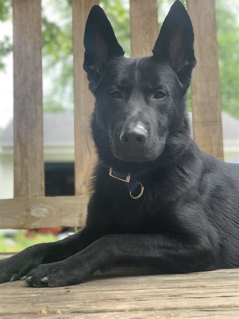 My beautiful black GSD, Rigby! : r/germanshepherds