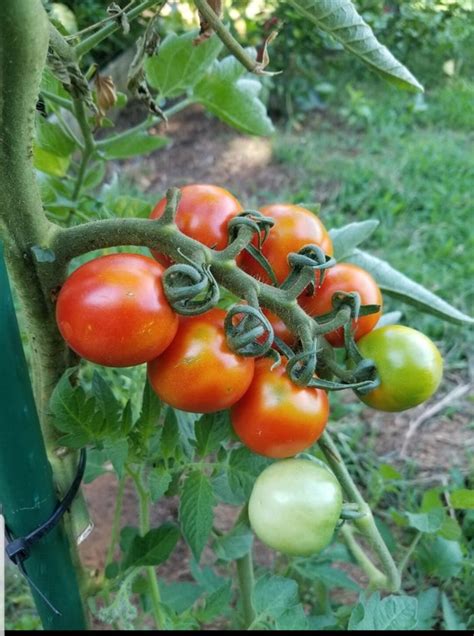 Tommy Toe Tomato Seeds Etsy